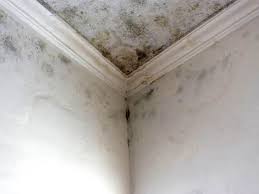 Professional Mold Removal in James Island, SC