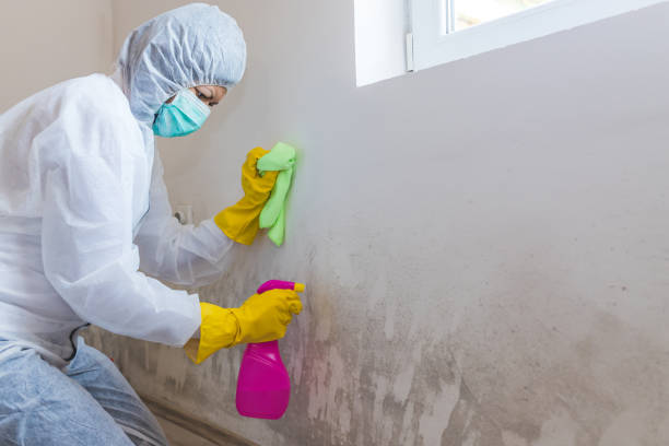 Why You Should Choose Our Mold Remediation Services in James Island, SC